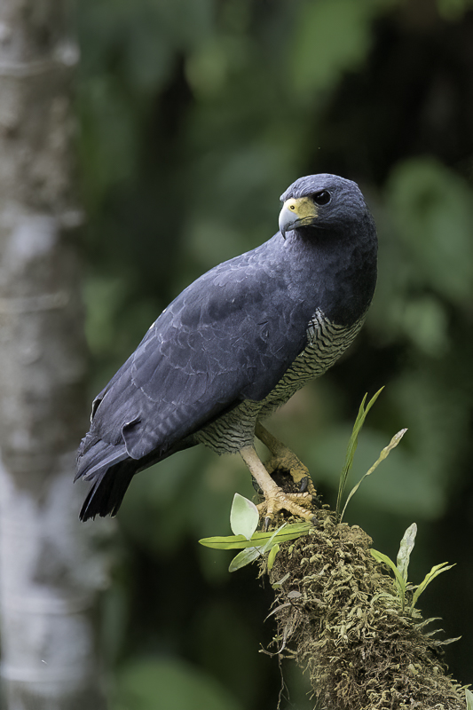 Barred Hawk