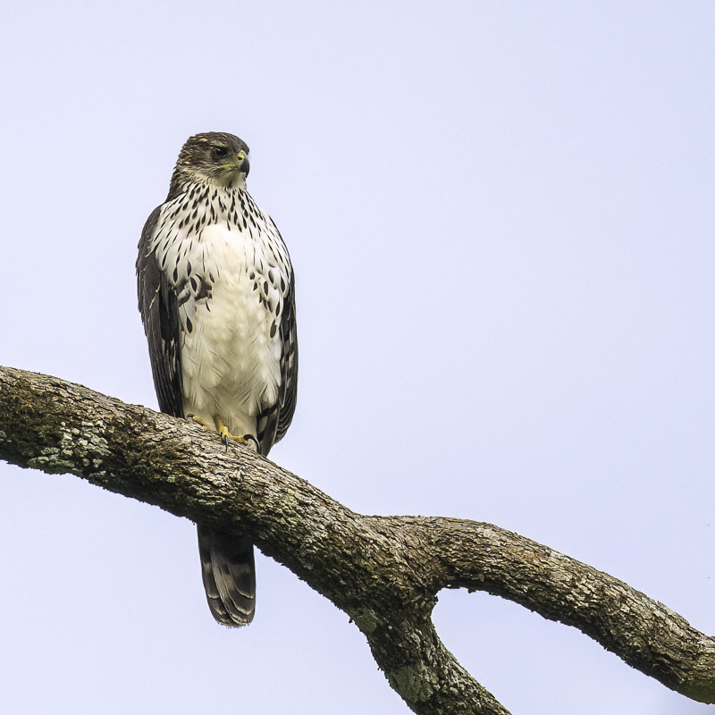 Black Sparrowhawk