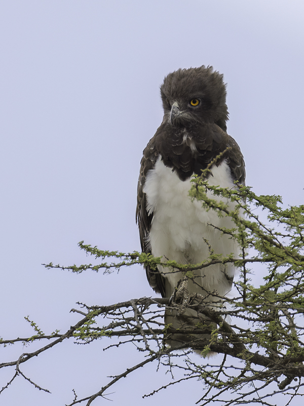 Black-chested Snake Eagle