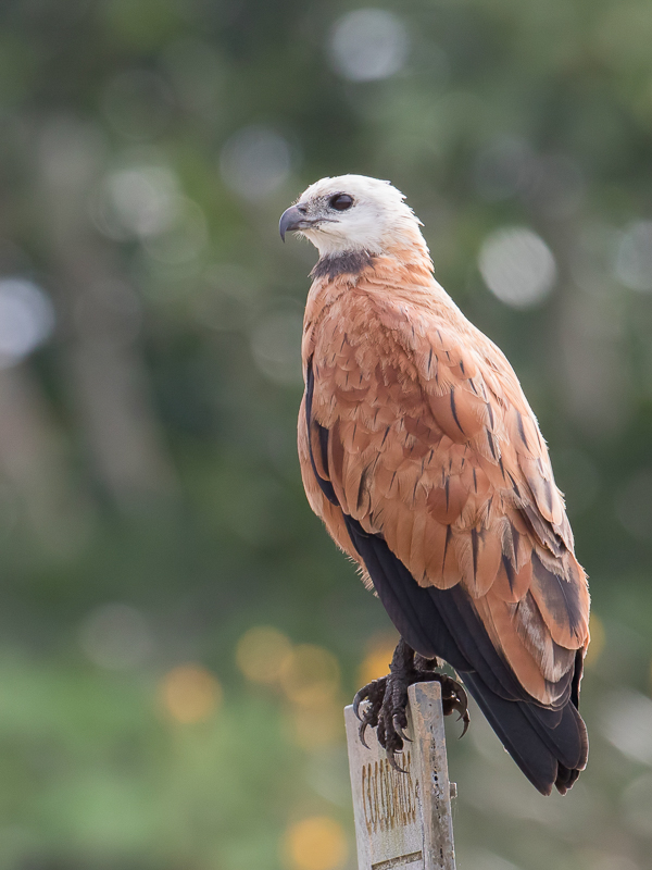 Black-collared Hawk