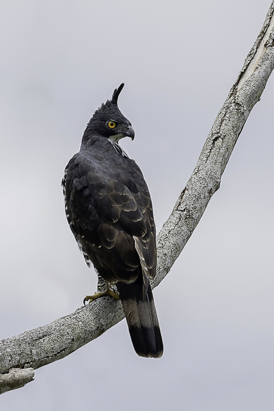 Blyth's Hawk-Eagle