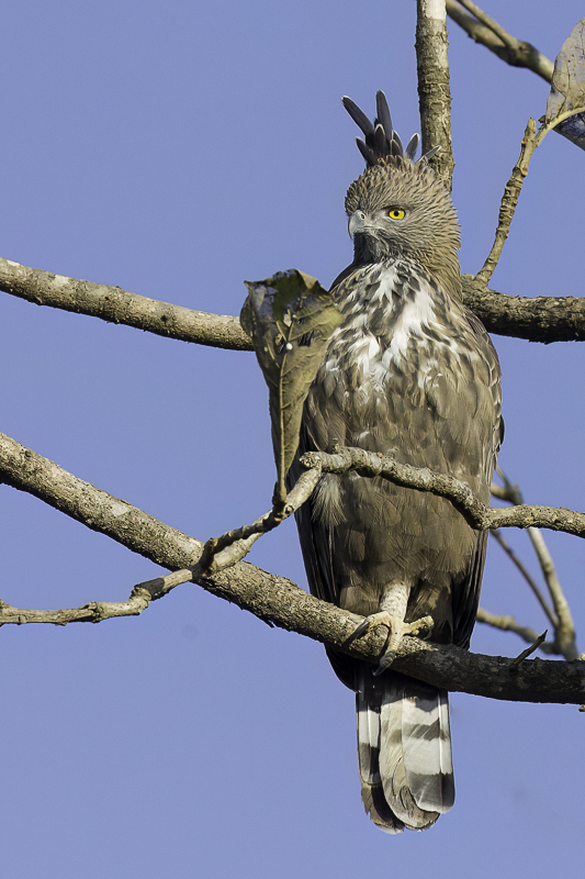 Changeable Hawk-Eagle