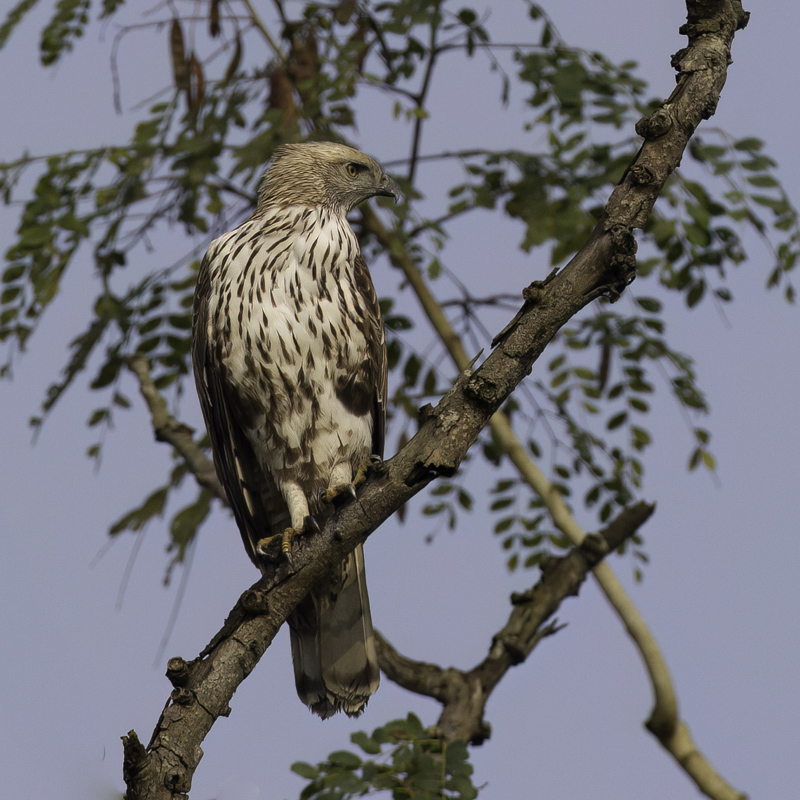 Changeable Hawk-Eagle