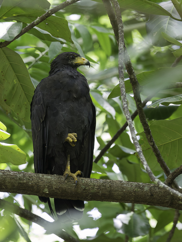 Common Black Hawk