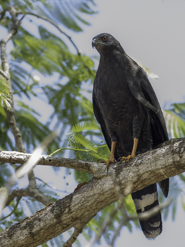Crane Hawk