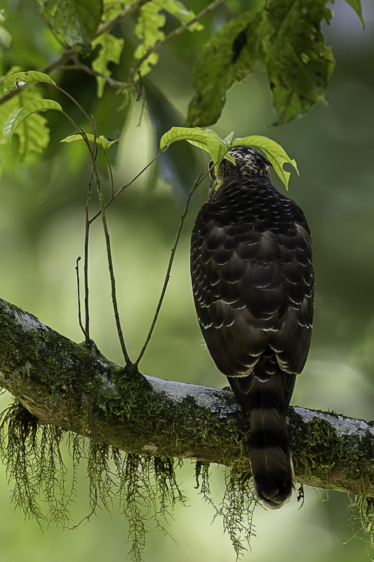 Crested Goshawk