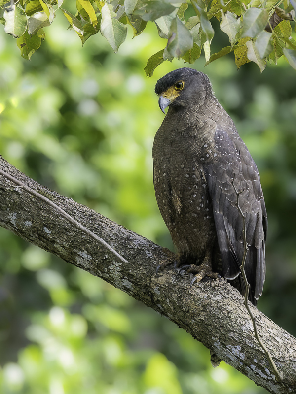 Crested Serpent Eagle