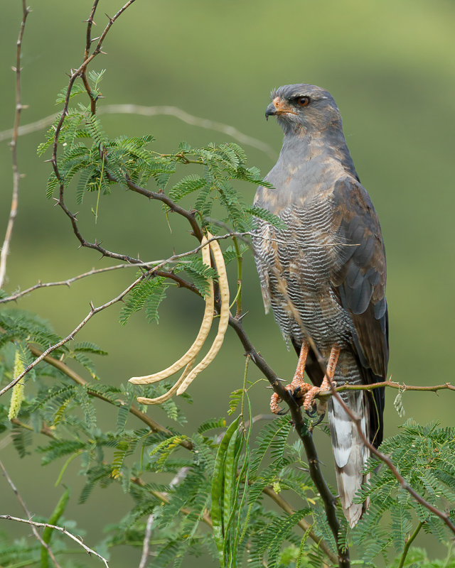 Dark Chanting-Goshawk