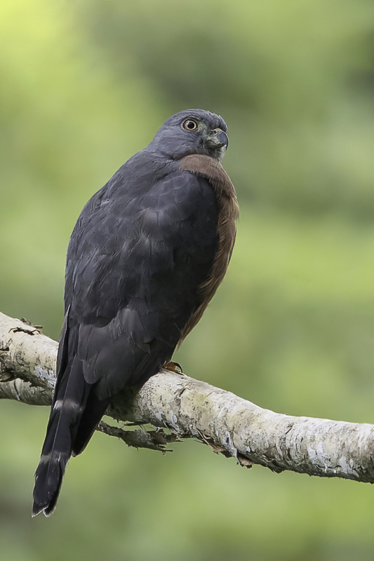 Double-toothed Kite