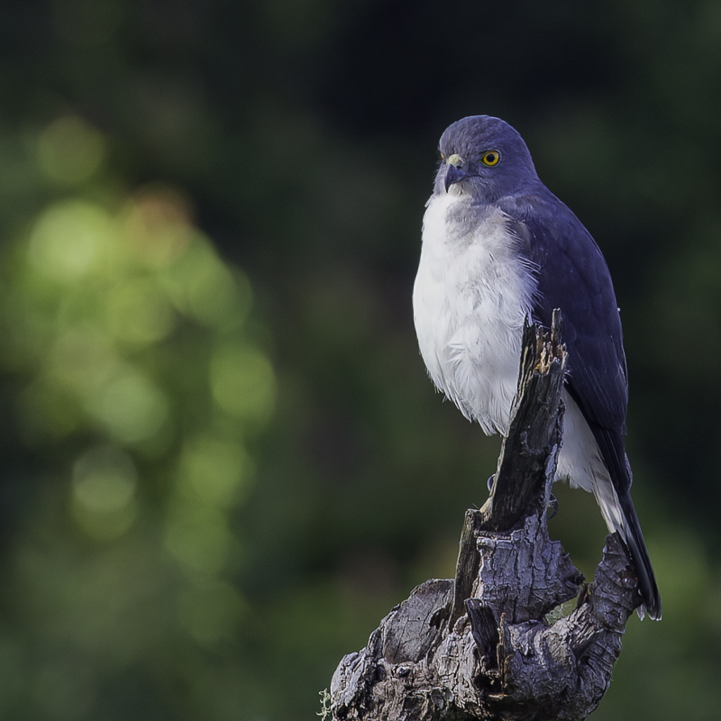 Frances's Sparrowhawk