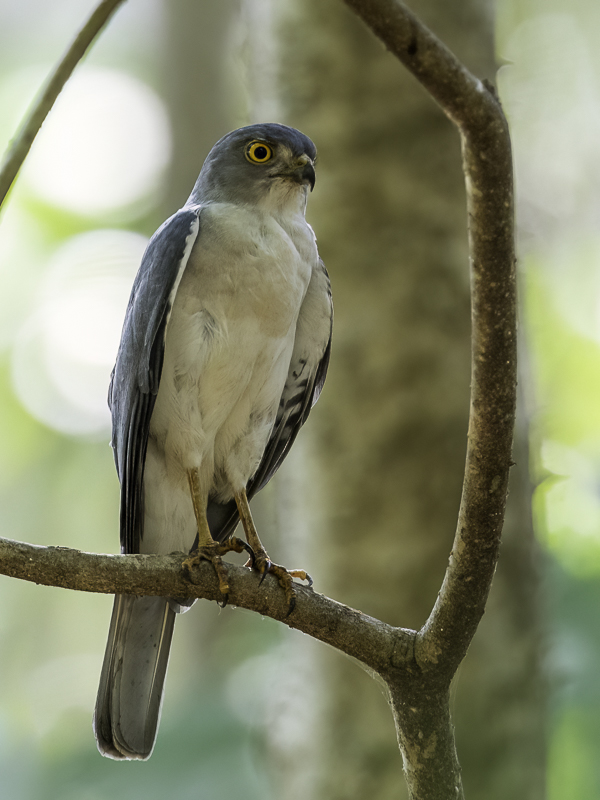 Frances's Sparrowhawk (m)