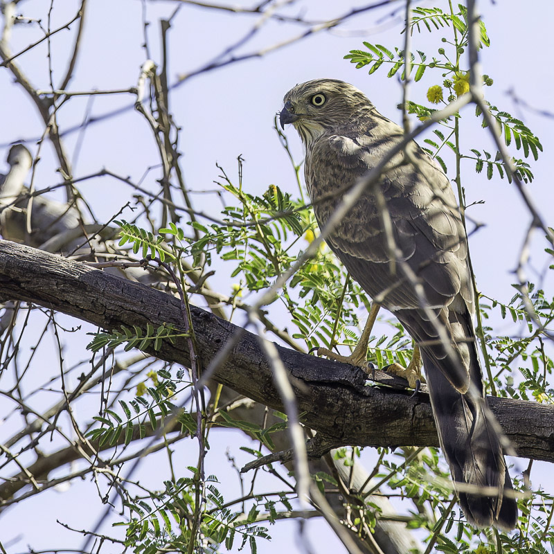 Gabar Goshawk (j)