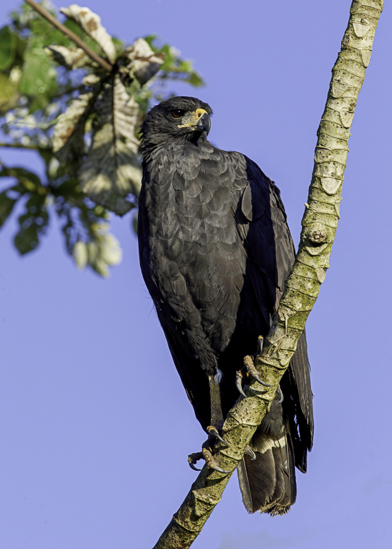 Great Black Hawk