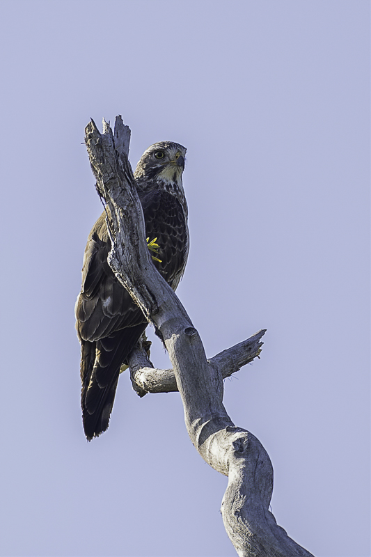 Grey-faced Buzzard