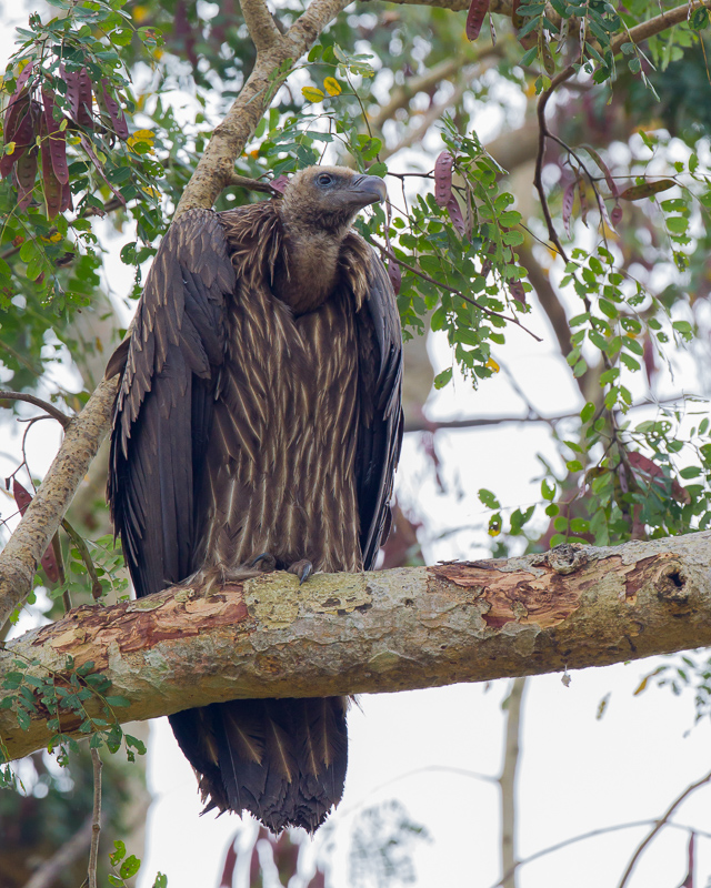 Himalayan Vulture
