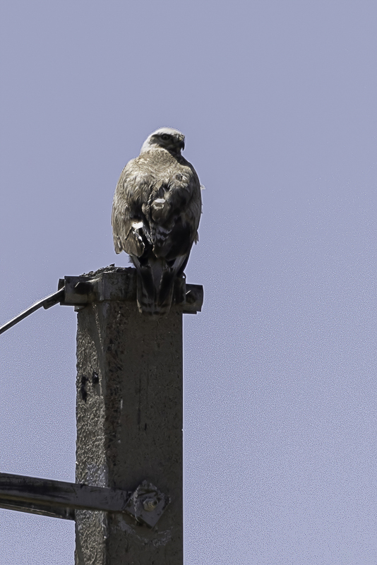 Long-legged Buzzard