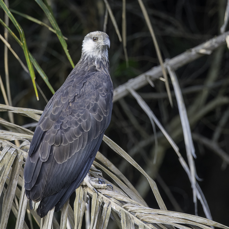 Madagascar Fish Eagle