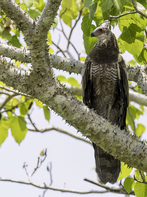 Madagascar Harrier-Hawk (j)
