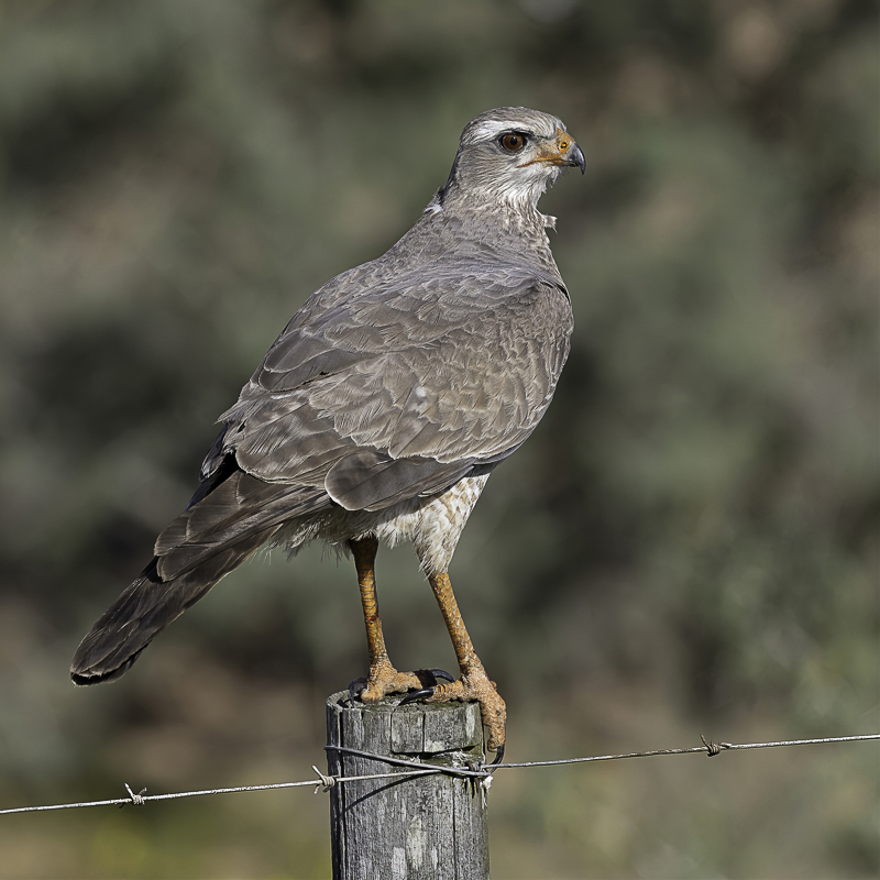 Pale Chanting Goshawk (imm)