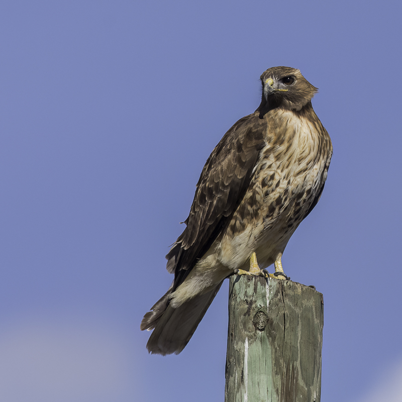 Red-tailed Hawk