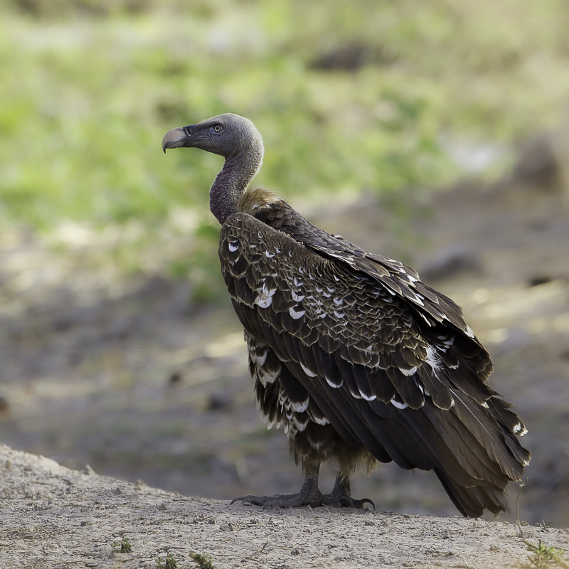 Rppell's Vulture