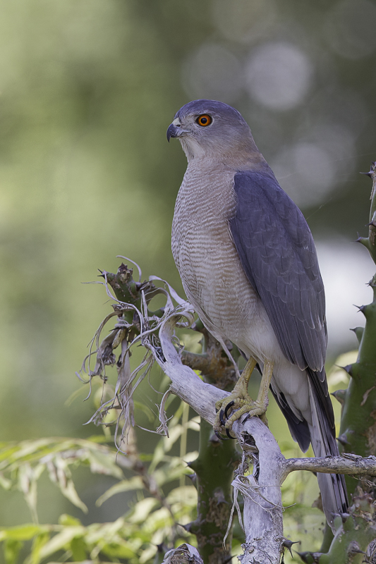 Shikra
