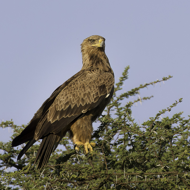 Tawny Eagle