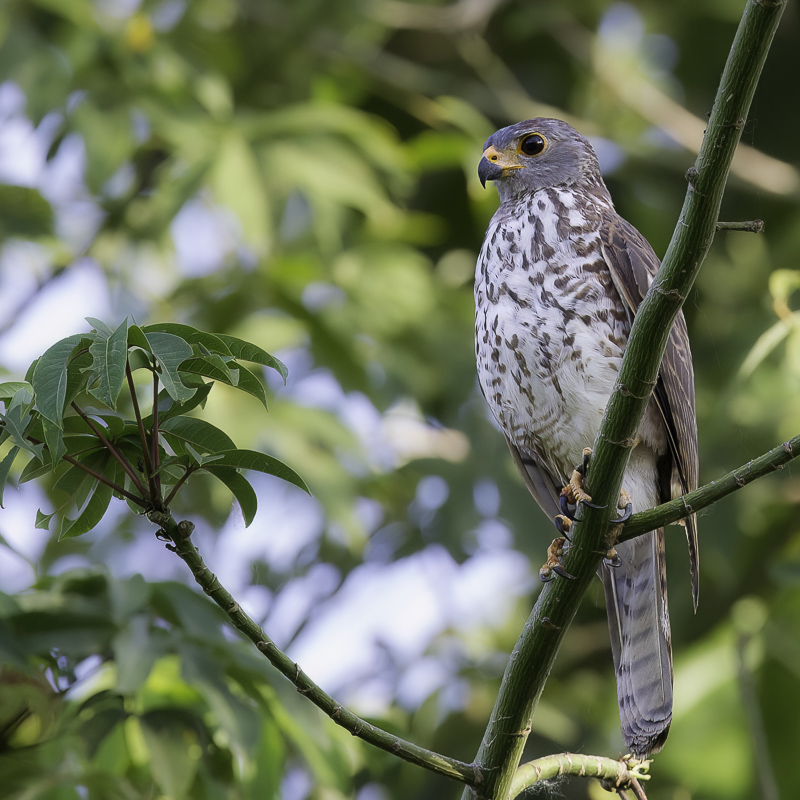 Variable Goshawk (imm)