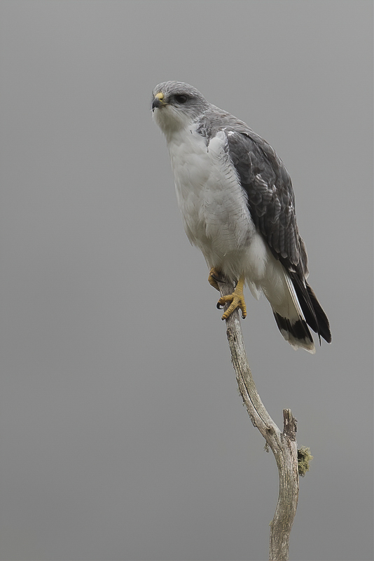 Variable Hawk