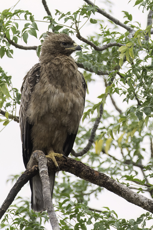 Wahlberg's Eagle
