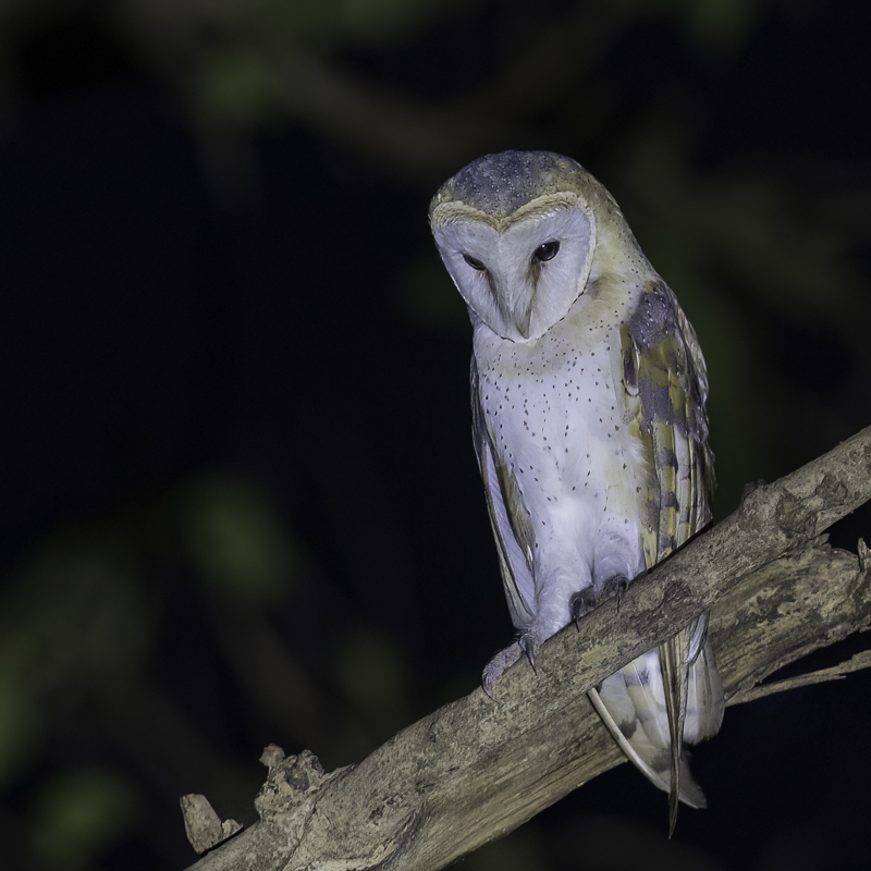 Western Barn Owl