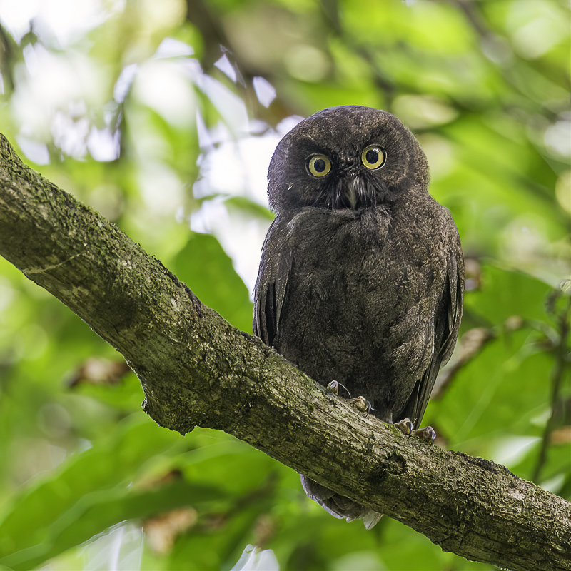 Anjouan Scops Owl