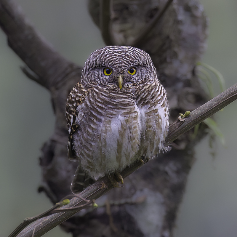 Asian Barred Owlet