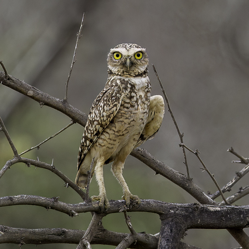 Burrowing Owl