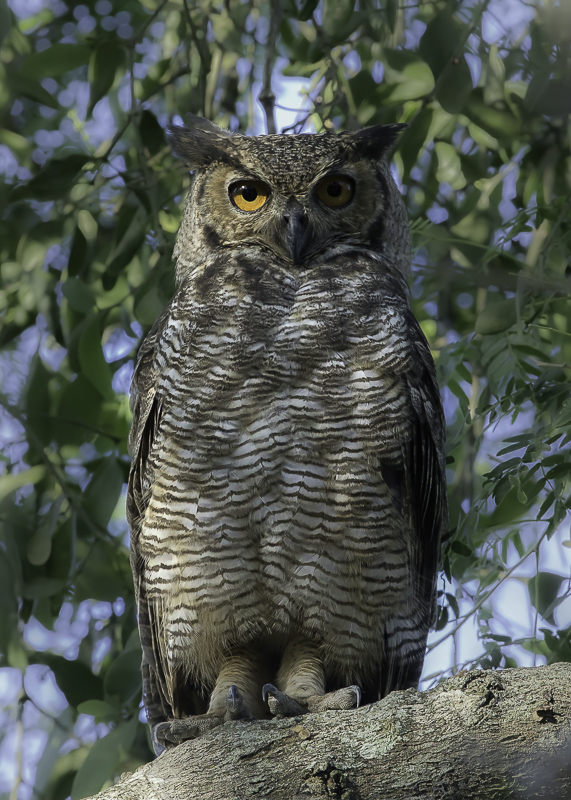 Great Horned Owl