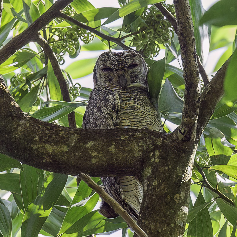 Mottled Wood Owl