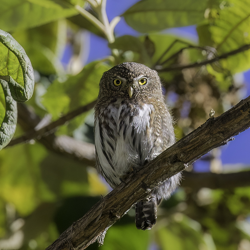 Northern Pygmy Owl