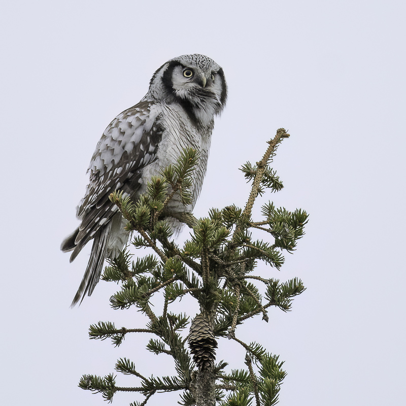 Northern Hawk-Owl