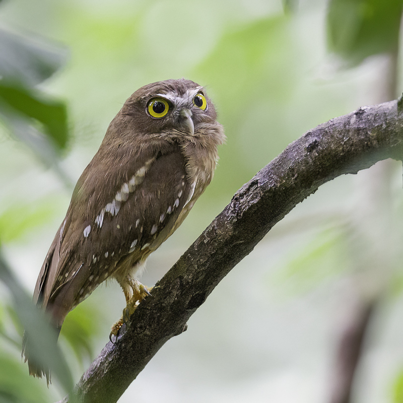 Ochre-bellied Boobook