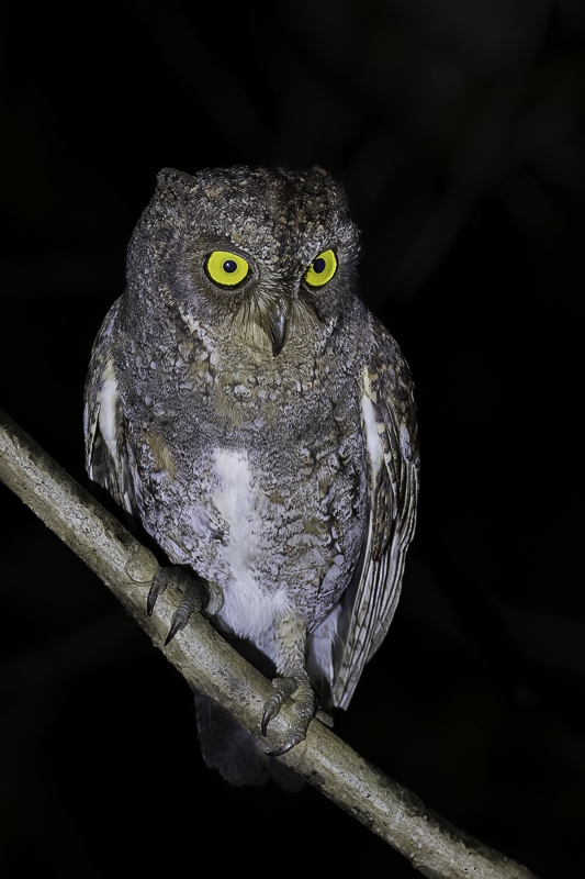 Oriental Scops Owl