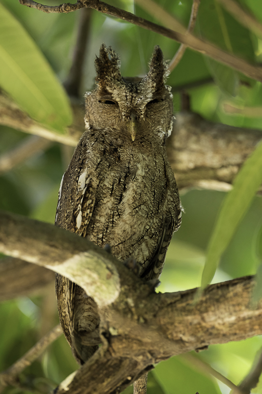 Pacific Screech Owl