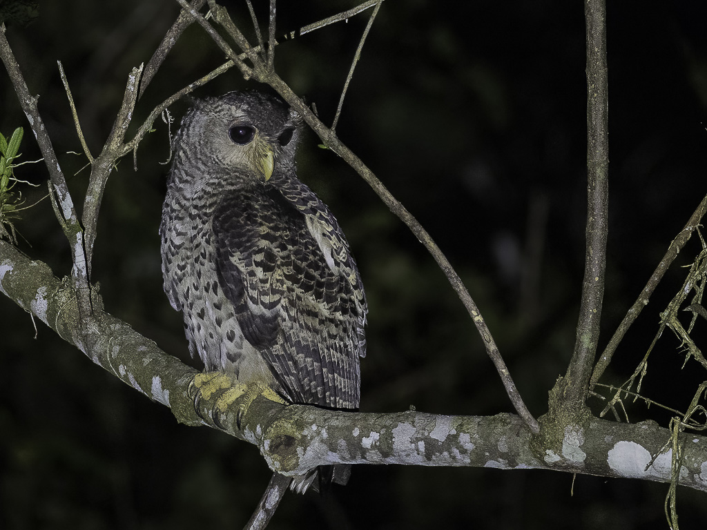 Spot-bellied Eagle-Owl