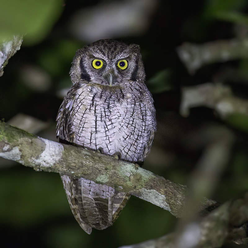 Tropical Screech Owl
