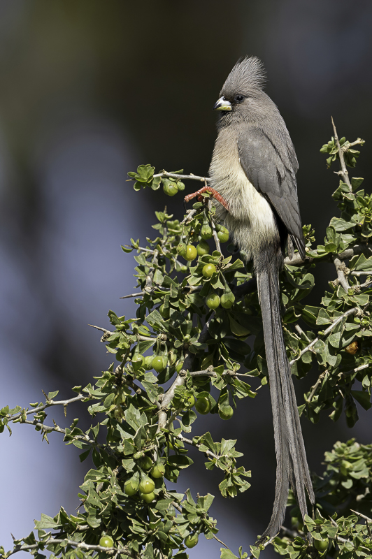 White-backed Mousebird