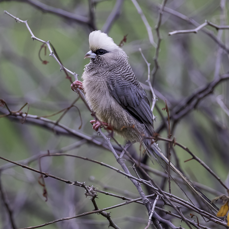 White-headed Mousebird