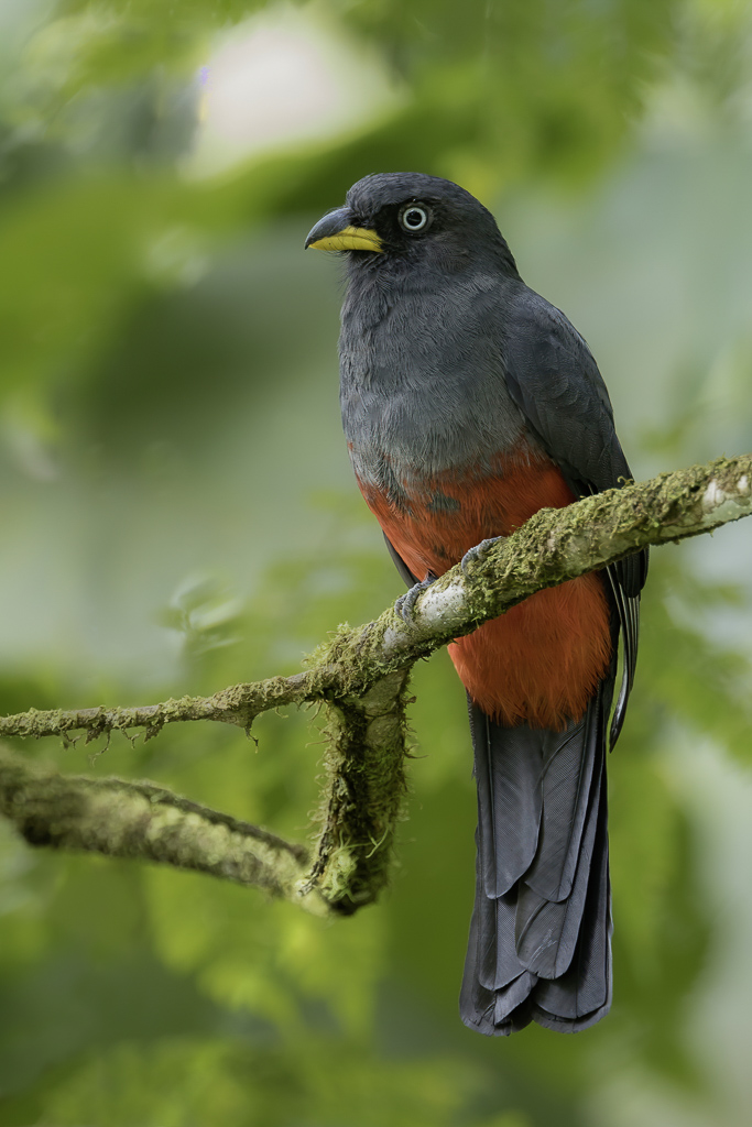 Choco Trogon (f)