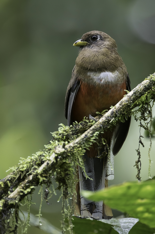 Collared Trogon (f)