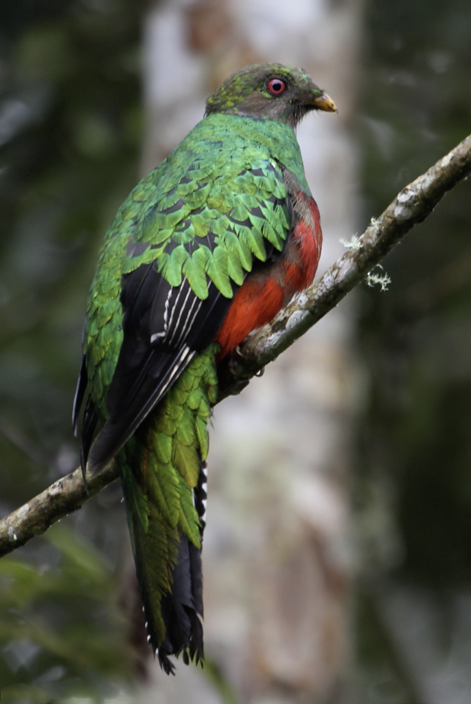 Crested Quetzal (f)