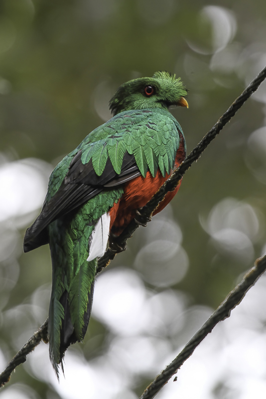Crested Quetzal (m)