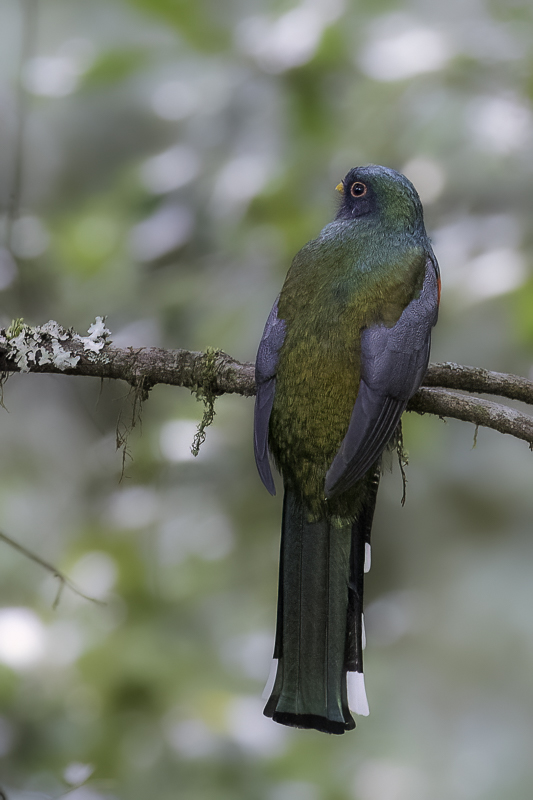 Mountain Trogon